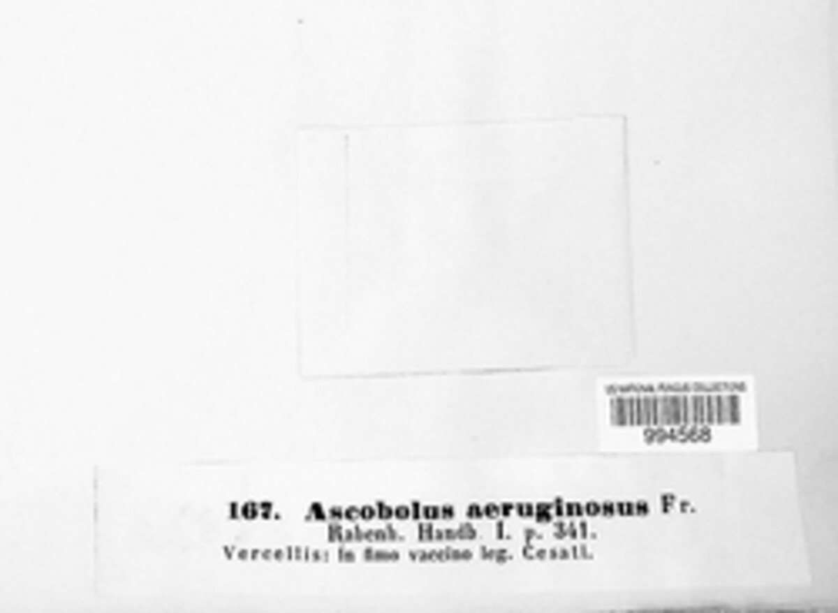 Ascobolus furfuraceus image